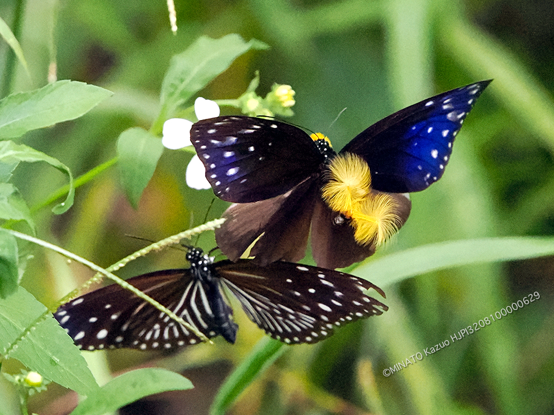 ツマムラサキマダラ求愛