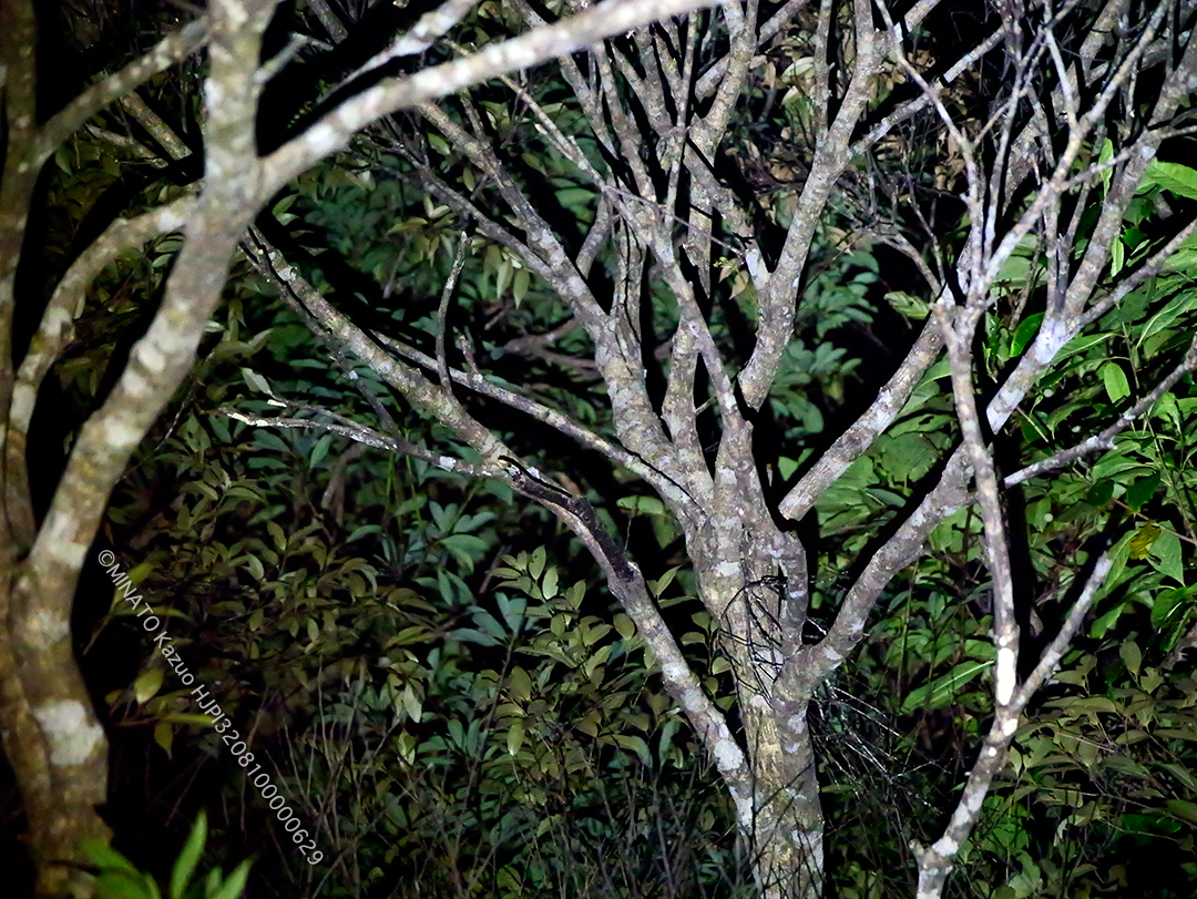 ケナガネズミ目撃