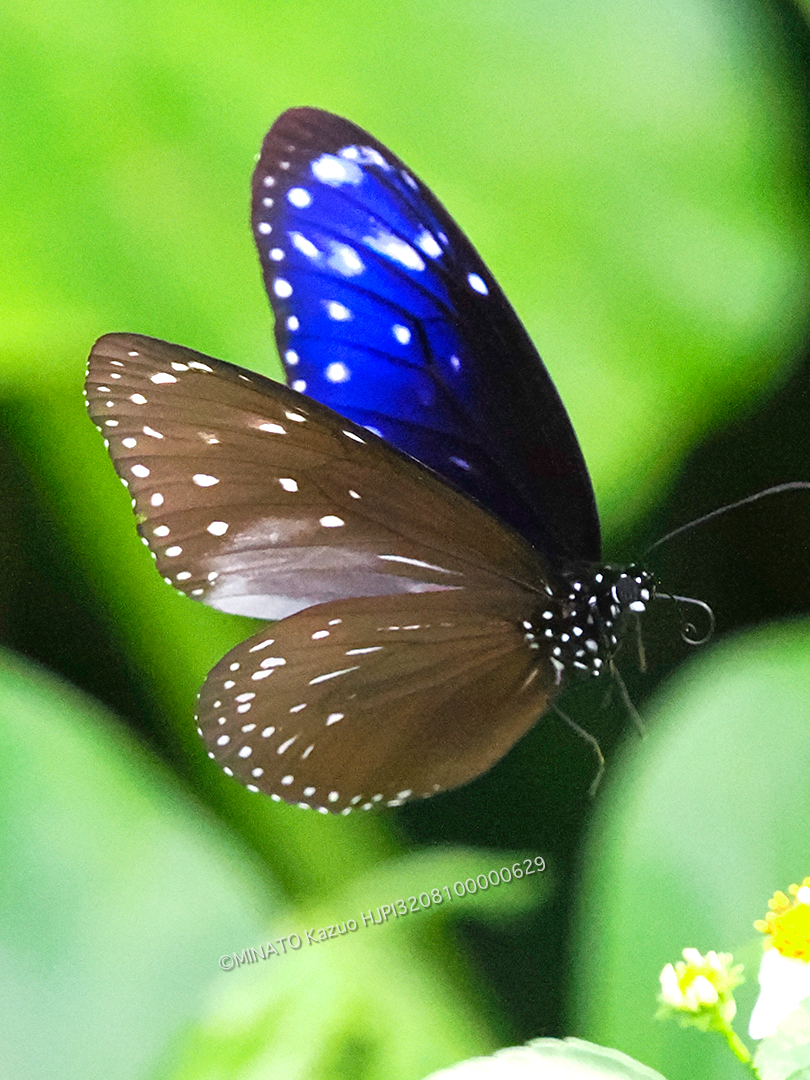 ツマムラサキマダラ雄