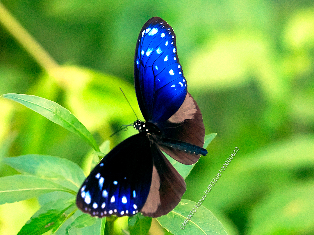 ツマムラサキマダラ雄