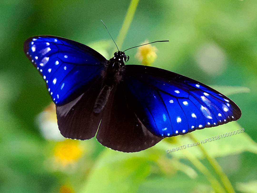 ツマムラサキマダラ雄