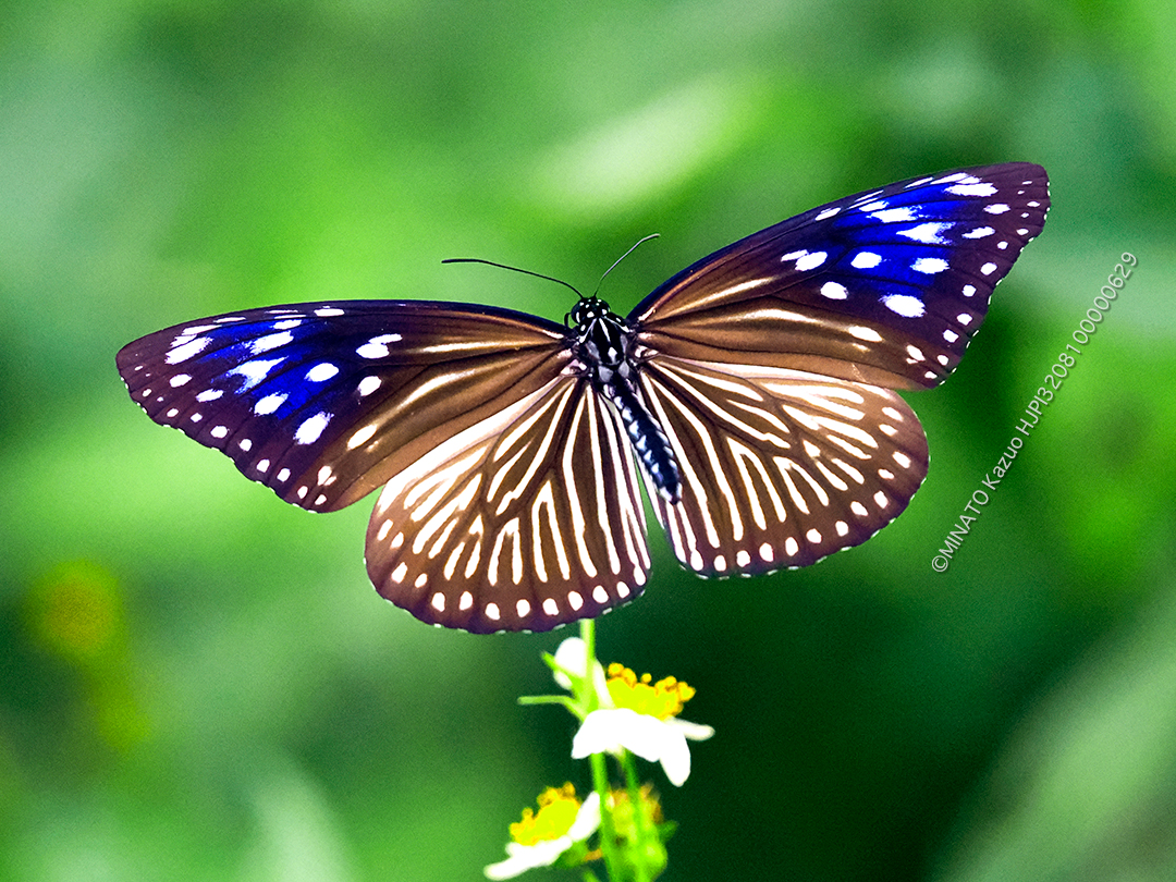ツマムラサキマダラ雌