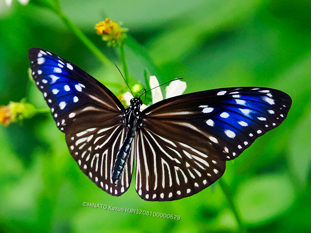 ツマムラサキマダラ 雌