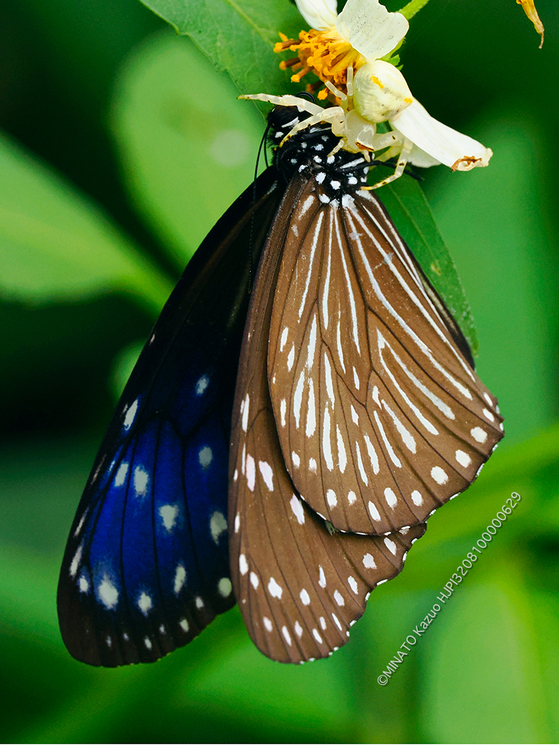 オキナワアズチグモ＞ツマムラサキマダラ雌