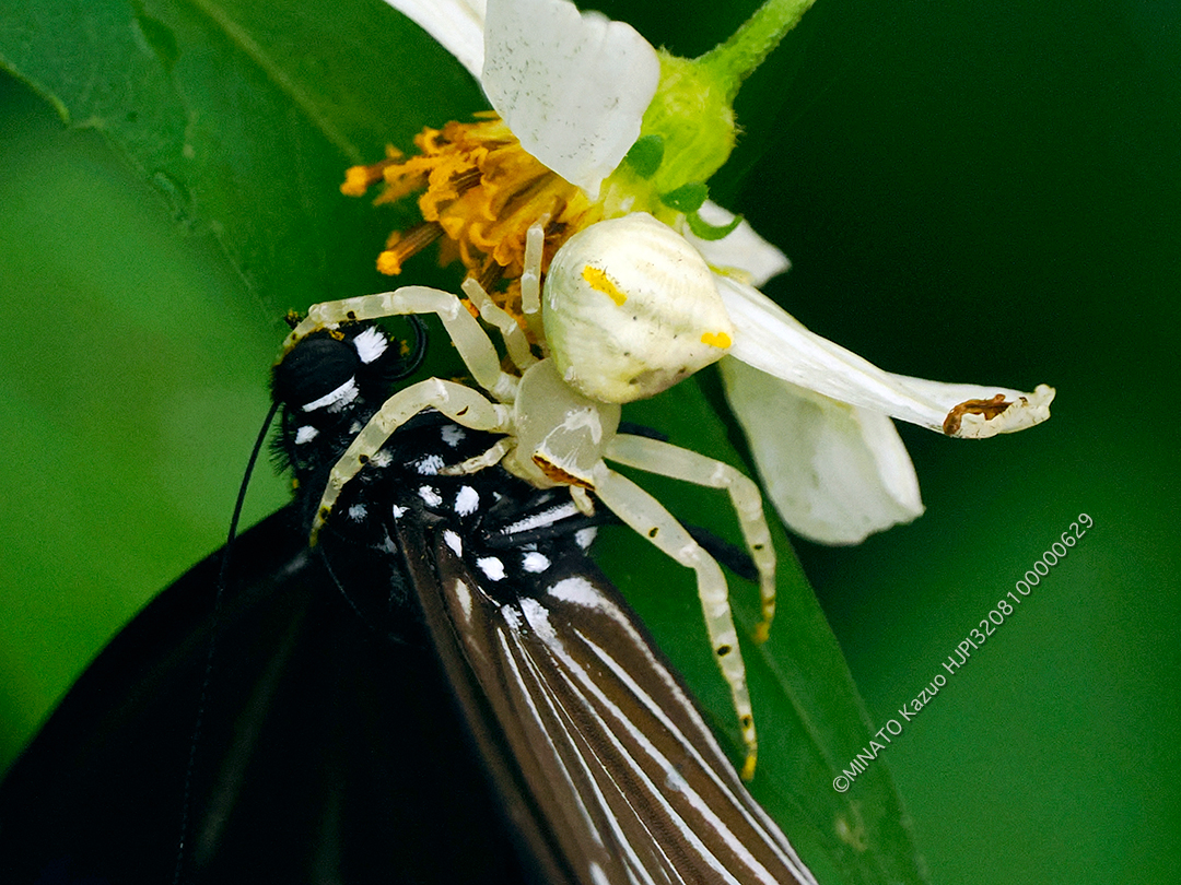 オキナワアズチグモ＞ツマムラサキマダラ雌