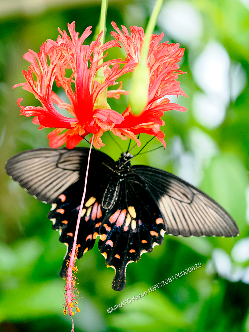 シロオビアゲハII型