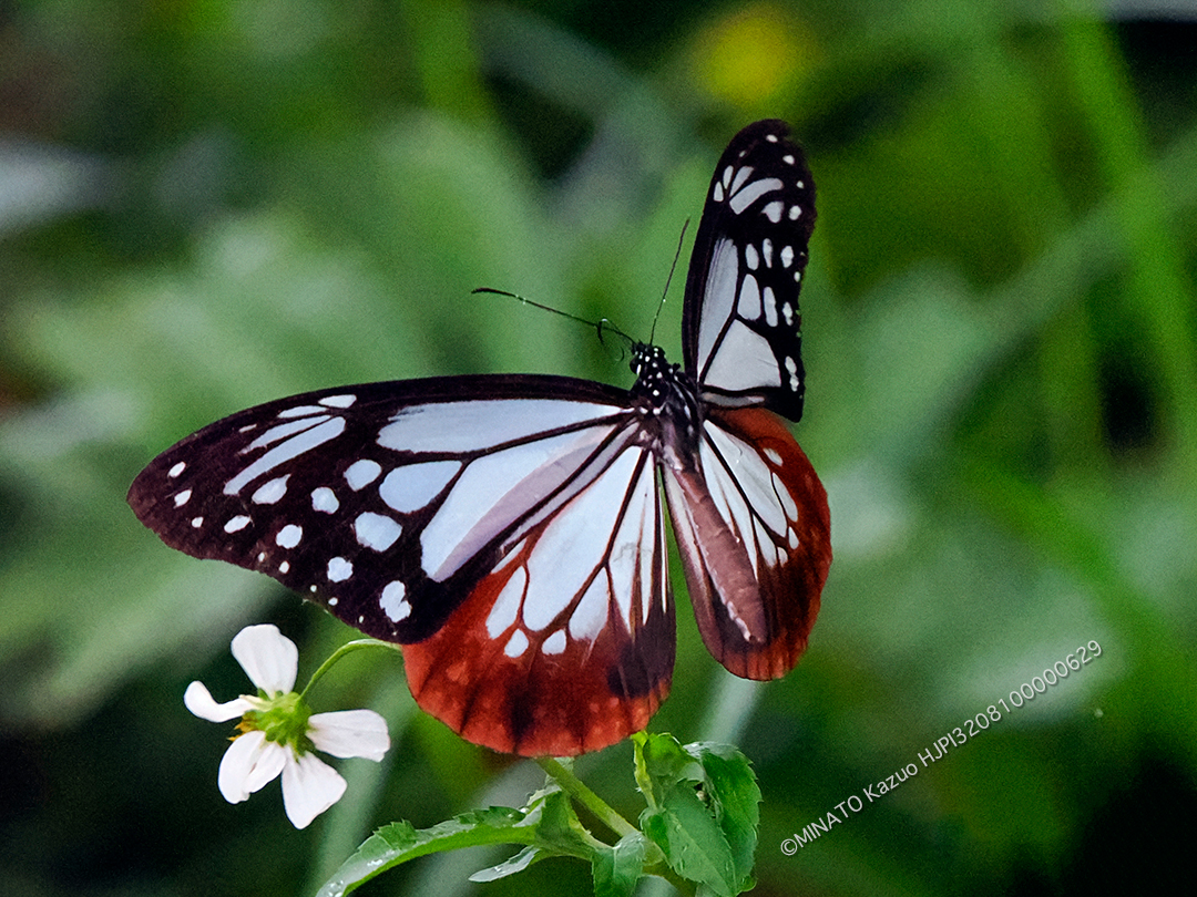 アサギマダラ雄