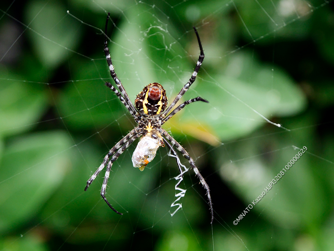 ナガマルコガネグモ