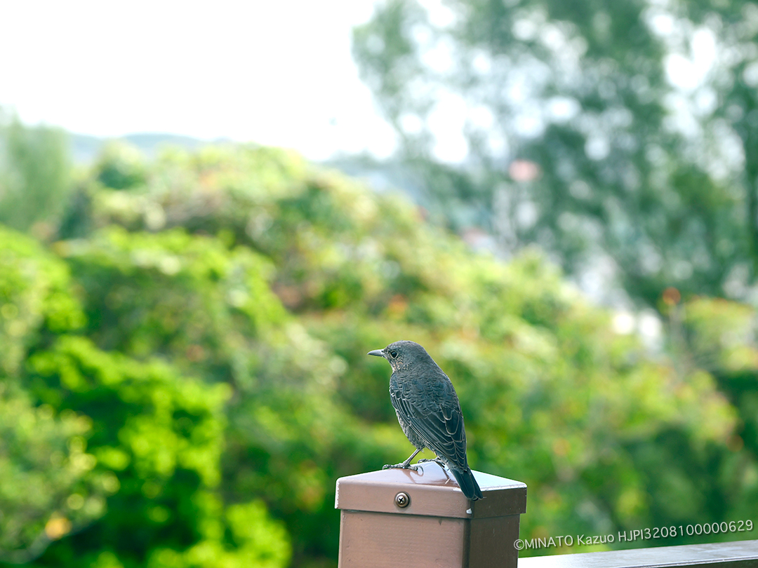 イソヒヨドリ雌