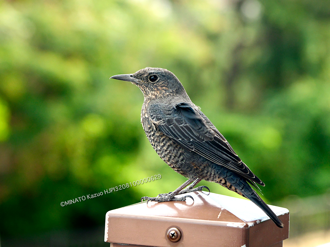 イソヒヨドリ雌