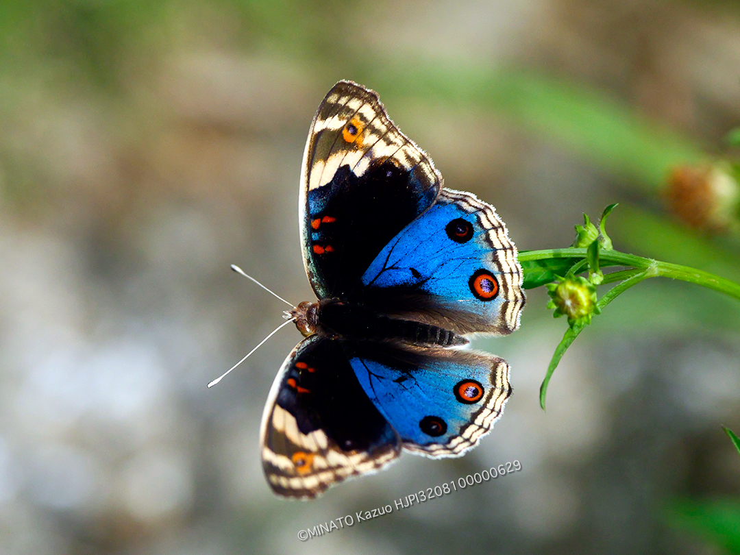 アオタテハモドキ雄