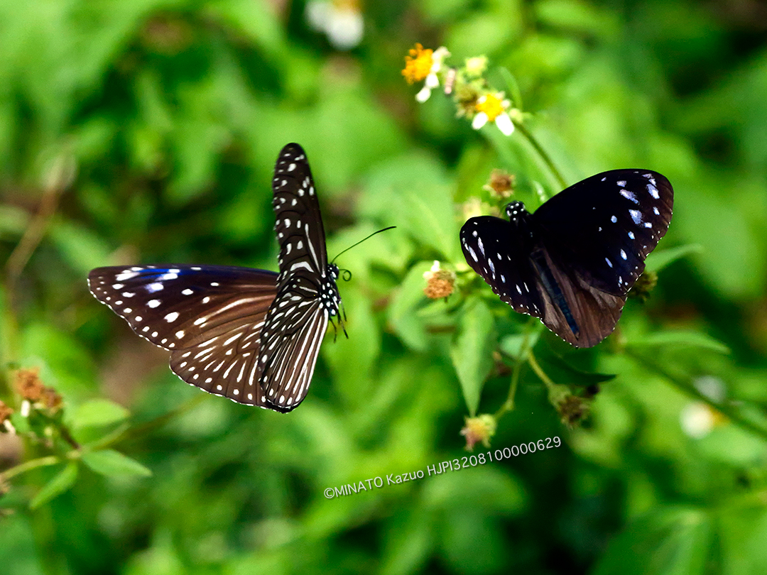 ツマムラサキマダラ雌