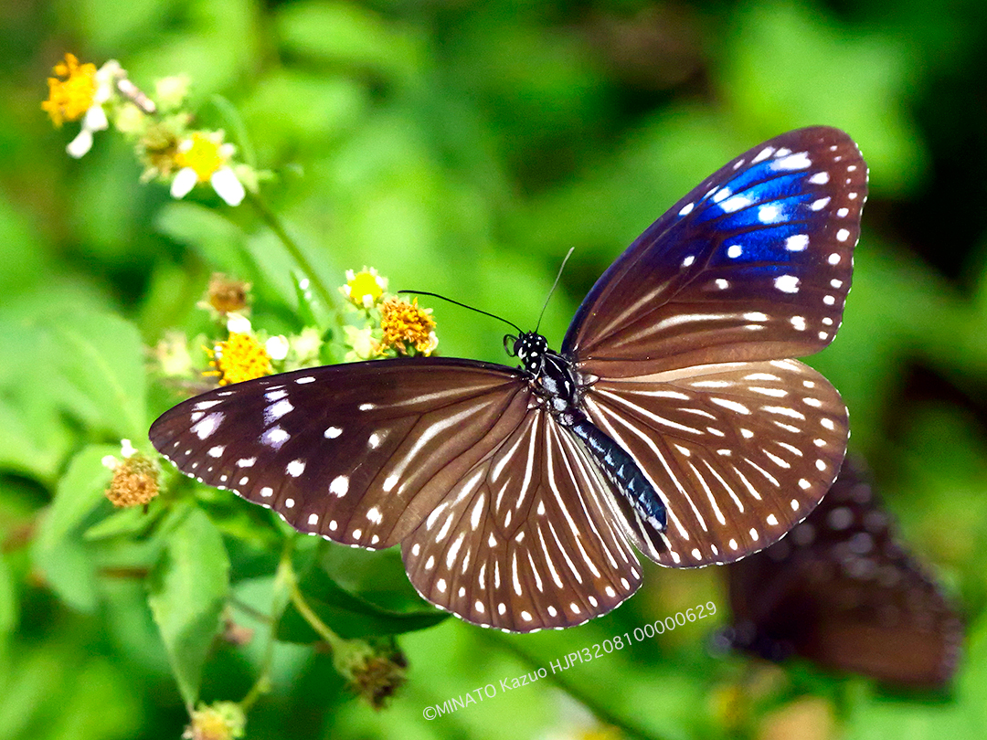 ツマムラサキマダラ雌