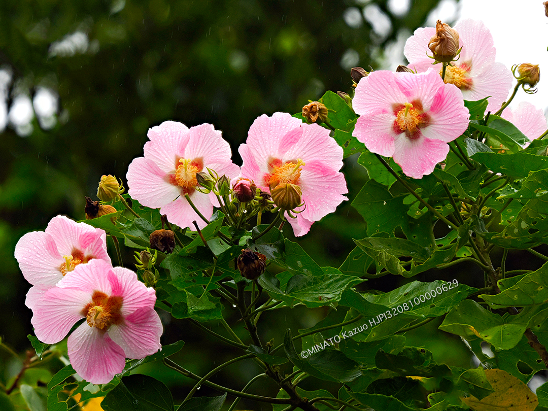 サキシマフヨウ