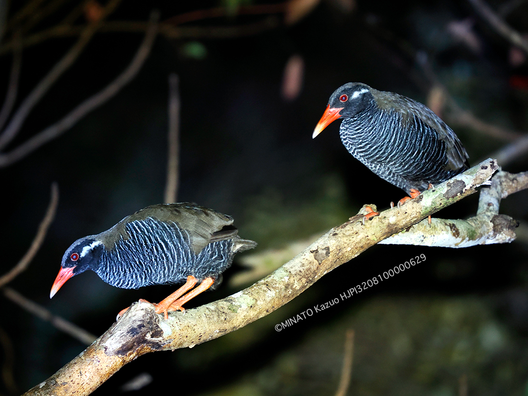 ヤンバルクイナ・ペア