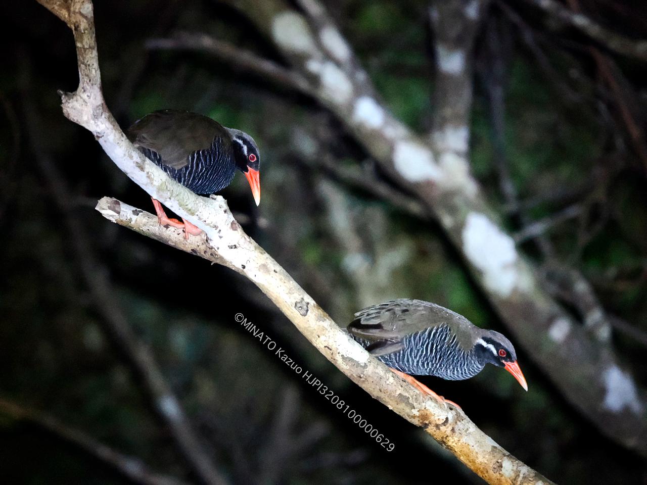 ヤンバルクイナ・ペア