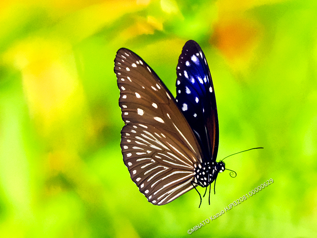 ツマムラサキマダラ雌