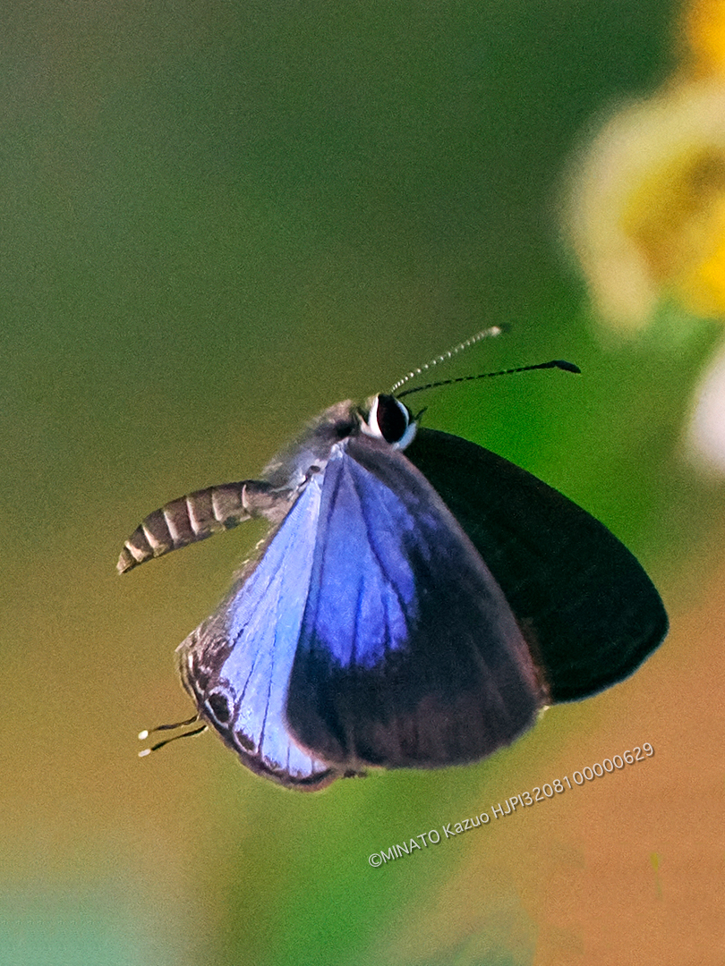 ルリウラナミシジミ雌