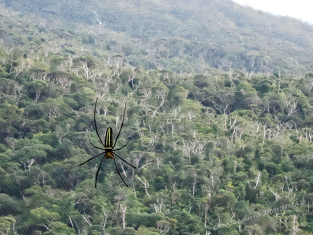 オオジョロウグモ