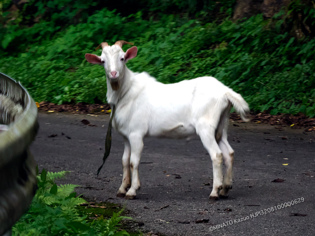 のら山羊