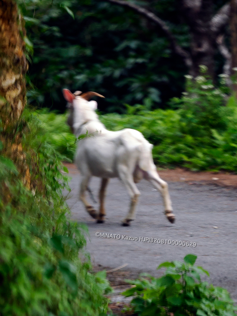 のら山羊