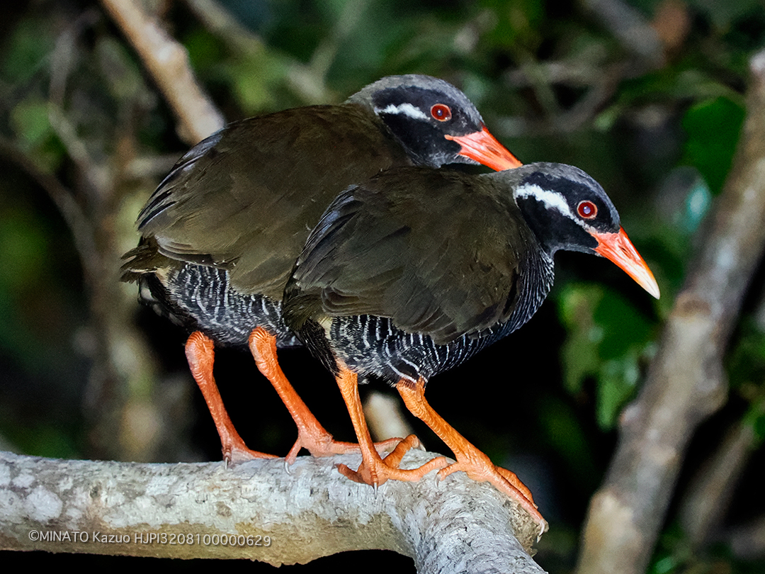 ヤンバルクイナ