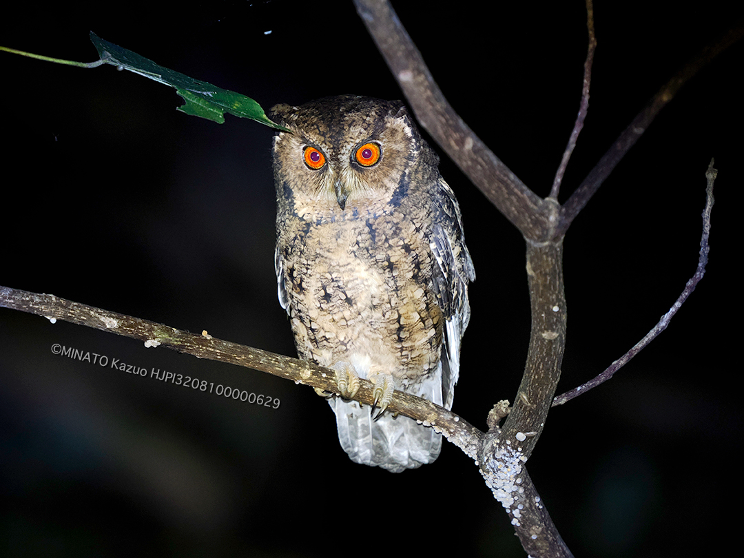 リュウキュウオオコノハズク