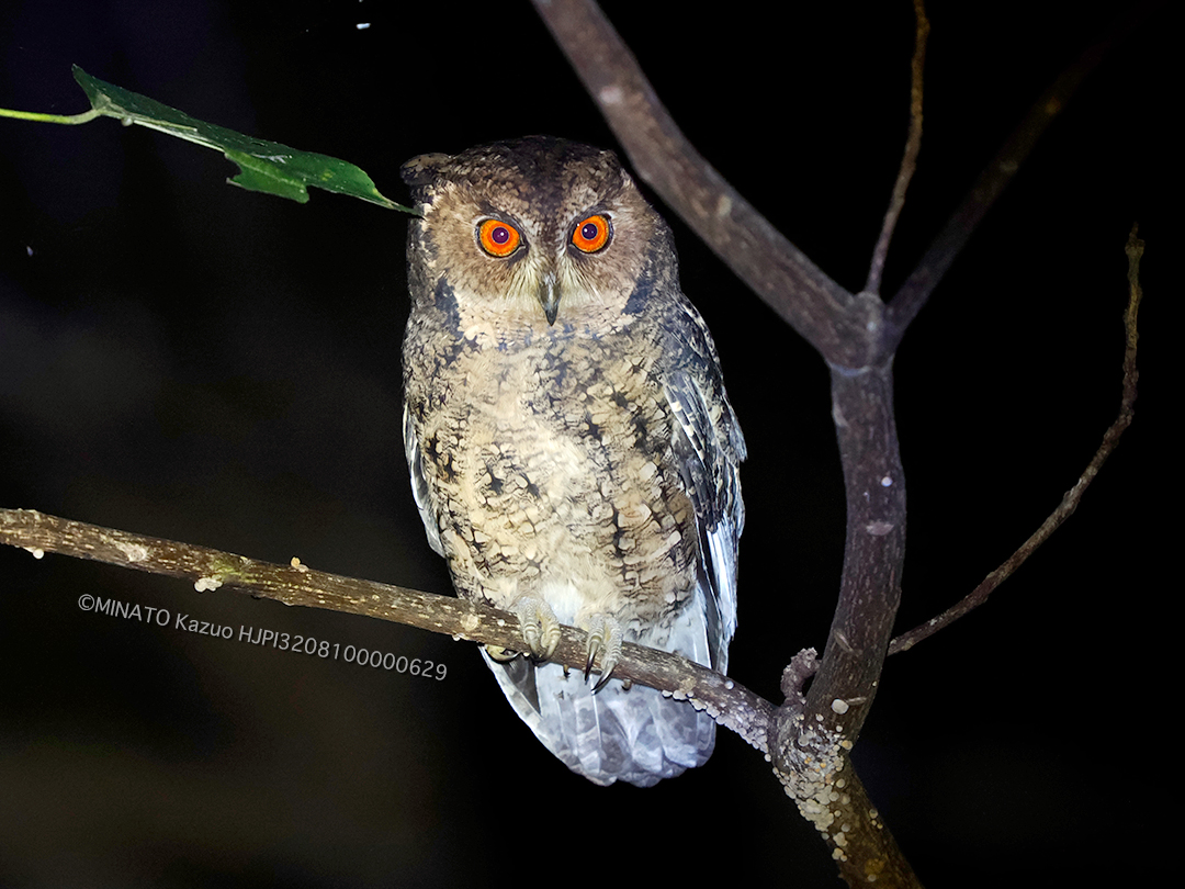 リュウキュウオオコノハズク