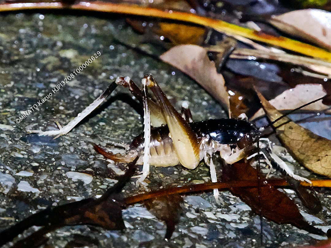 ヤンバルクロギリス