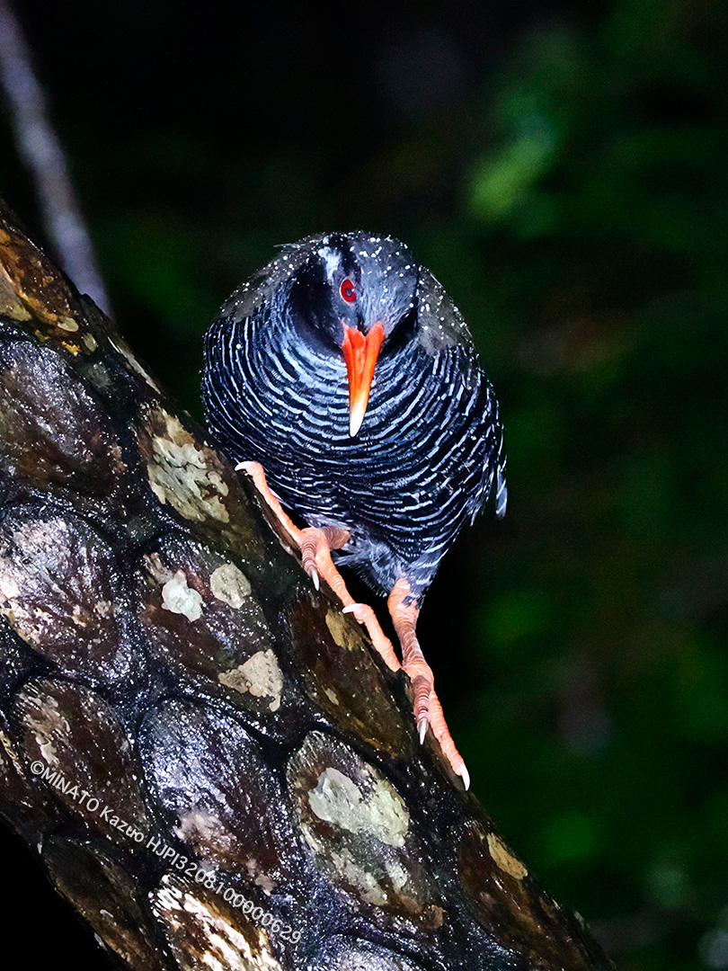 ヤンバルクイナ