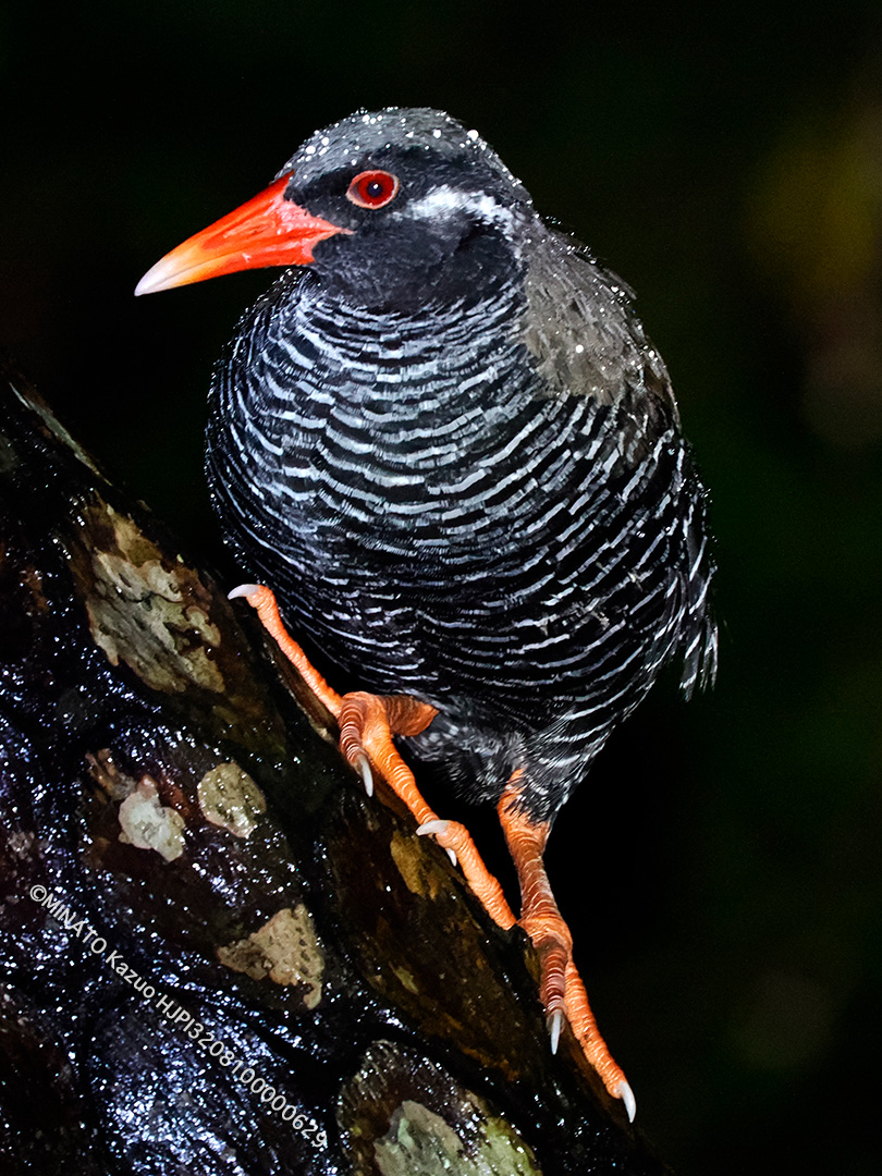 ヤンバルクイナ