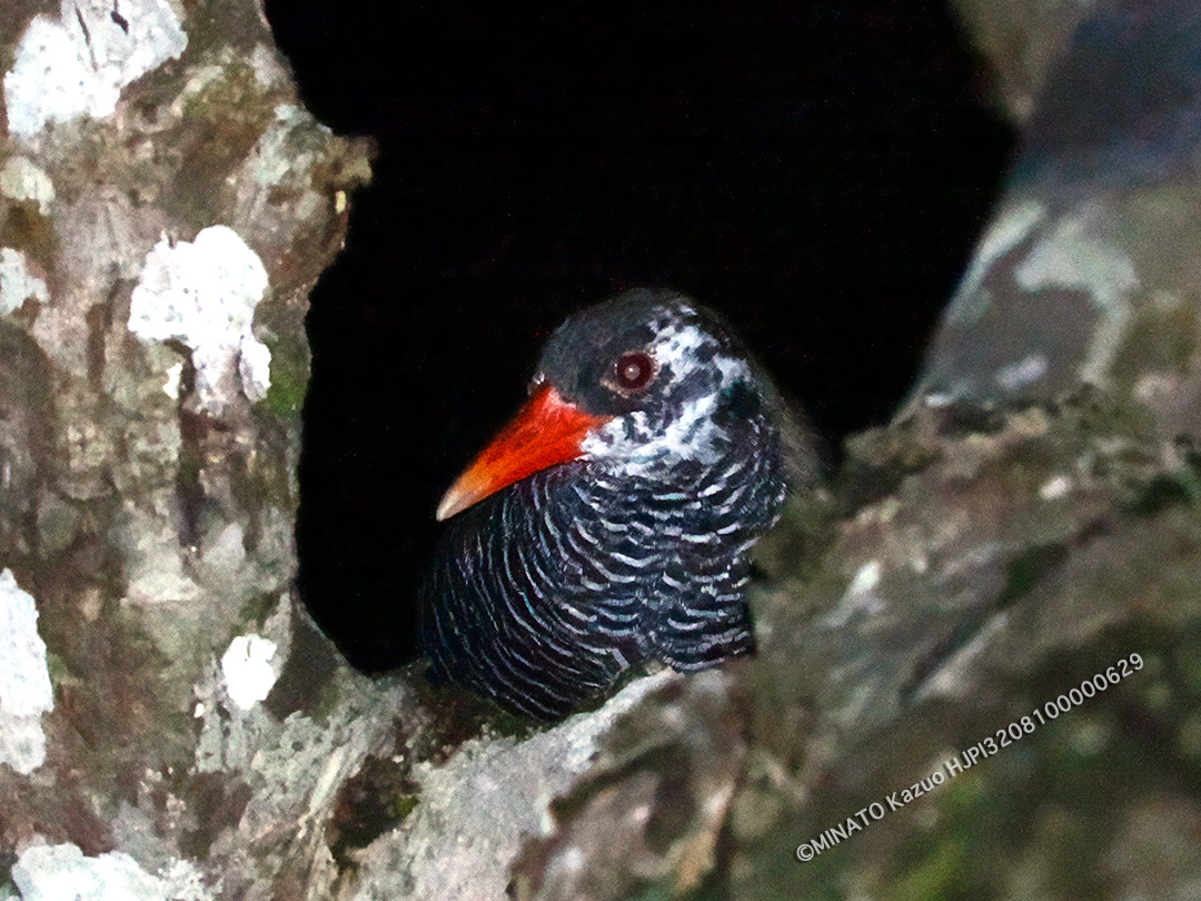 ヤンバルクイナ