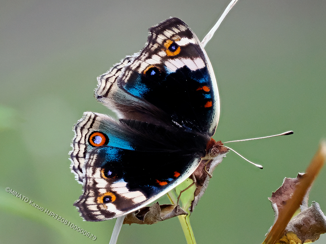 アオタテハモドキ