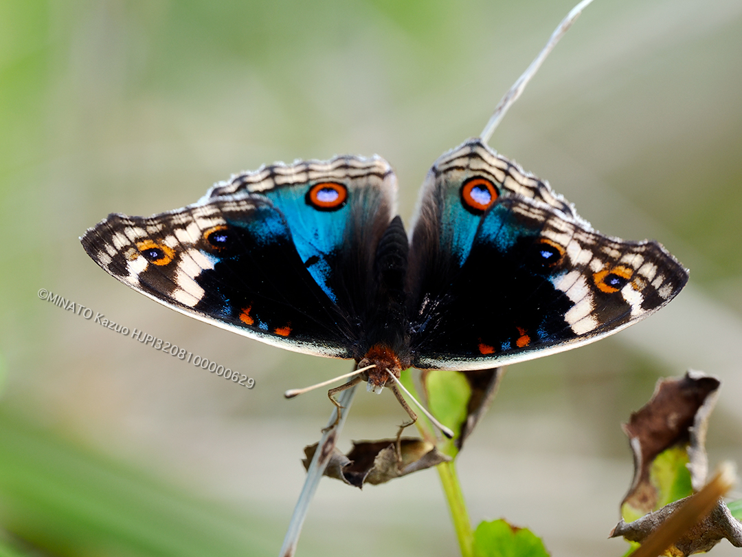 アオタテハモドキ