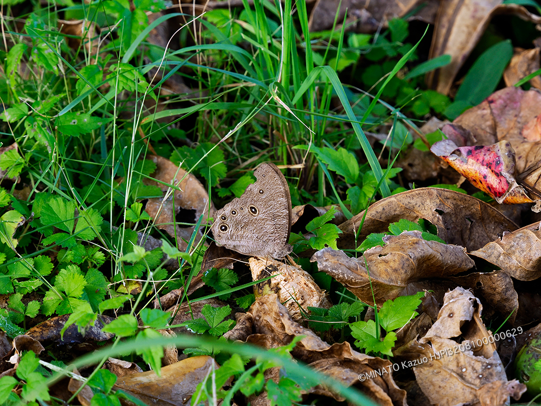 ウスイロコノマチョウ夏型