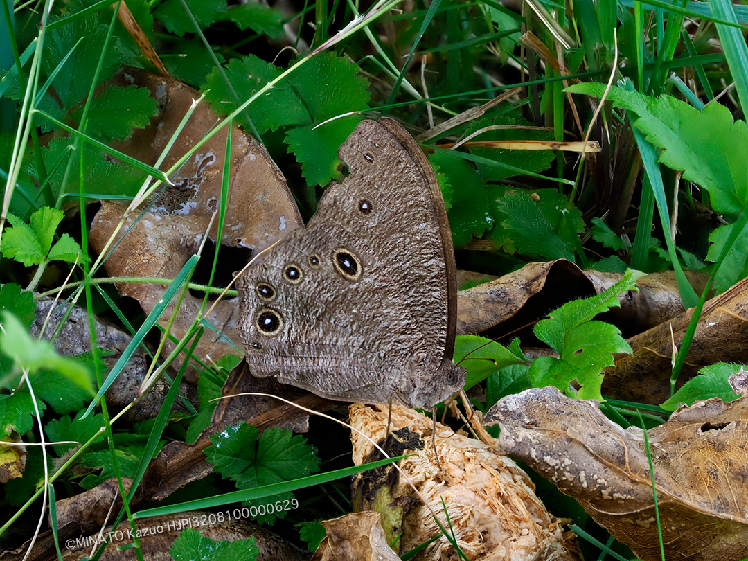 ウスイロコノマチョウ夏型