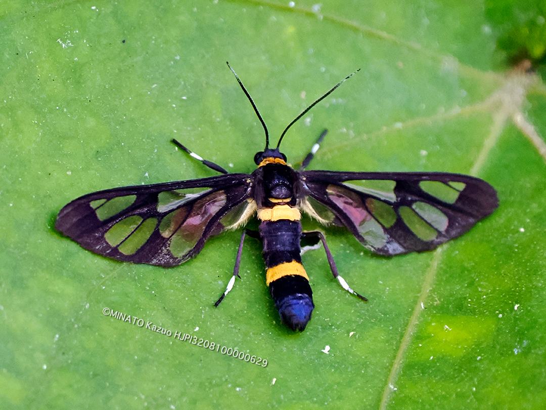 ムラマツカノコ