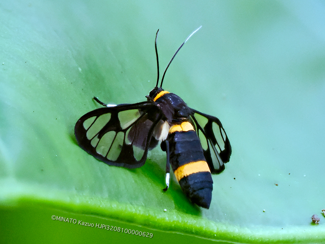 ムラマツカノコ