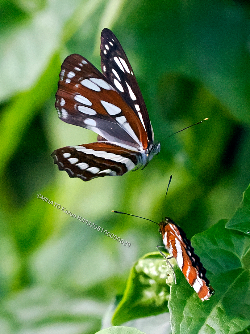 リュウキュウミスジ