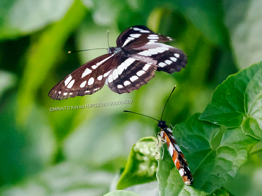 リュウキュウミスジ