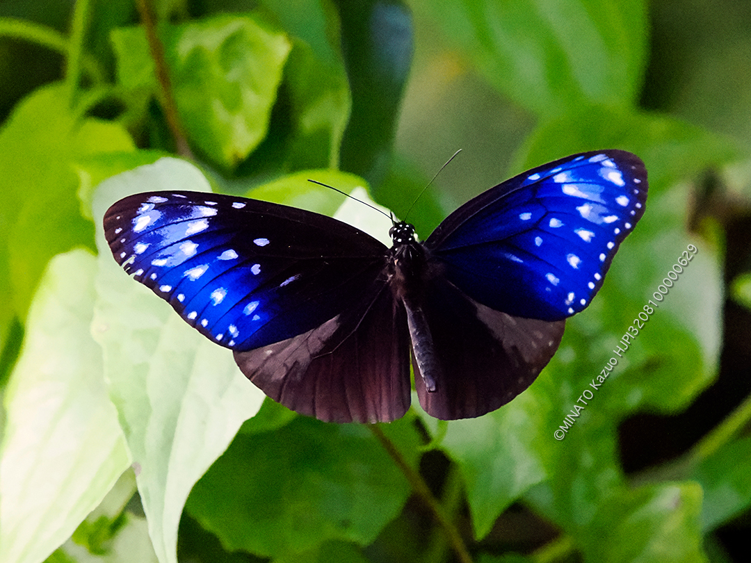 ツマムラサキマダラ雄