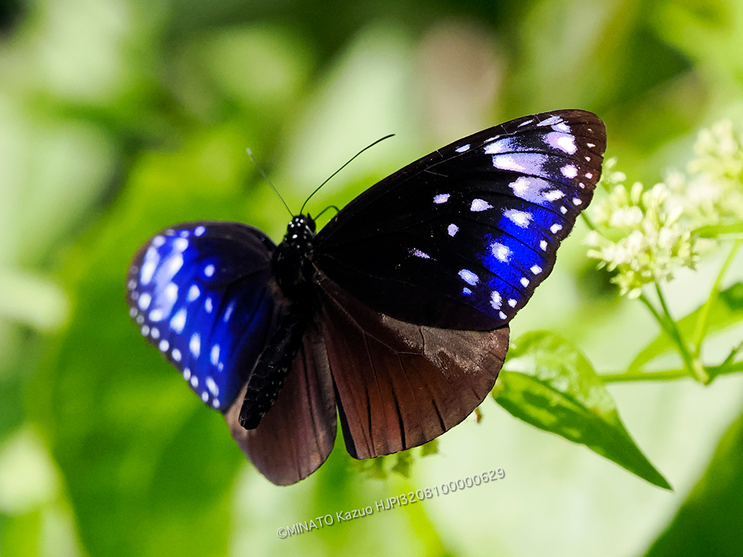 ツマムラサキマダラ雄