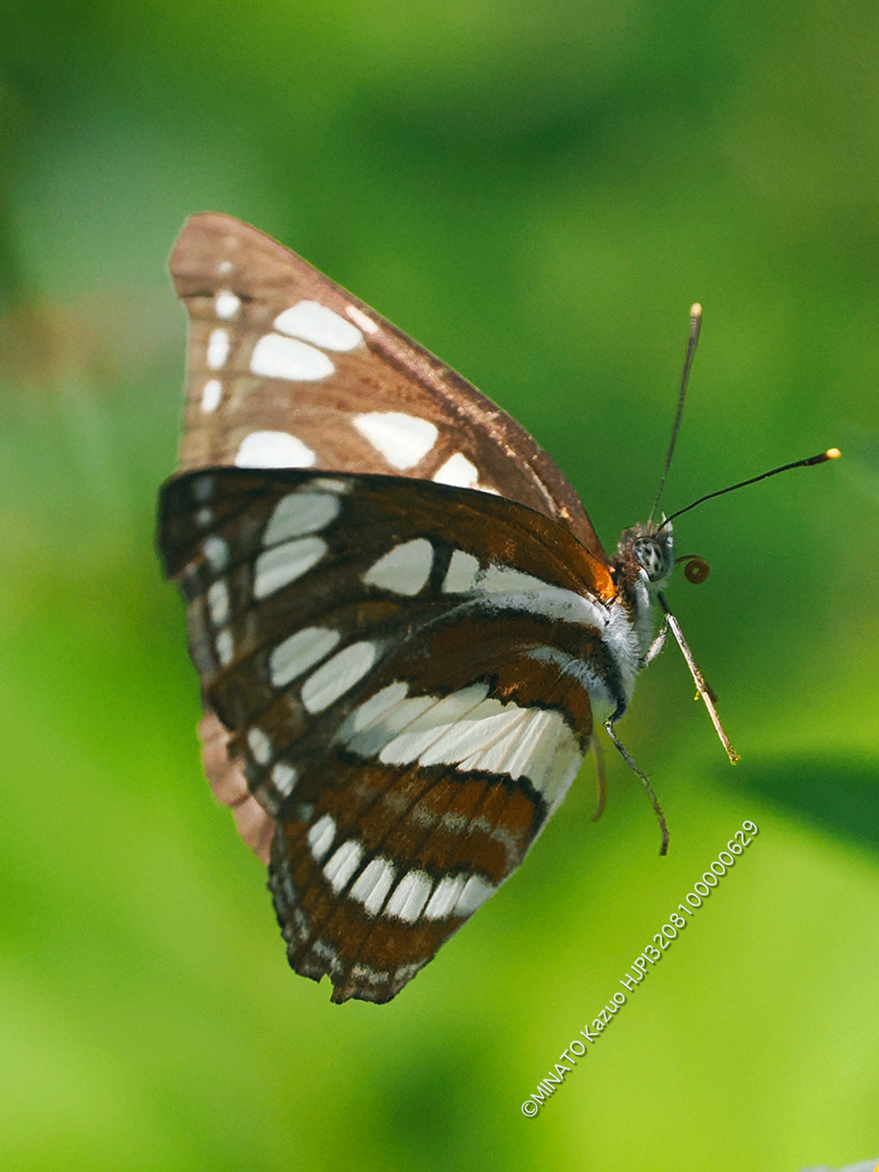 リュウキュウミスジ