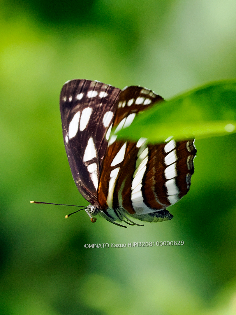 リュウキュウミスジ