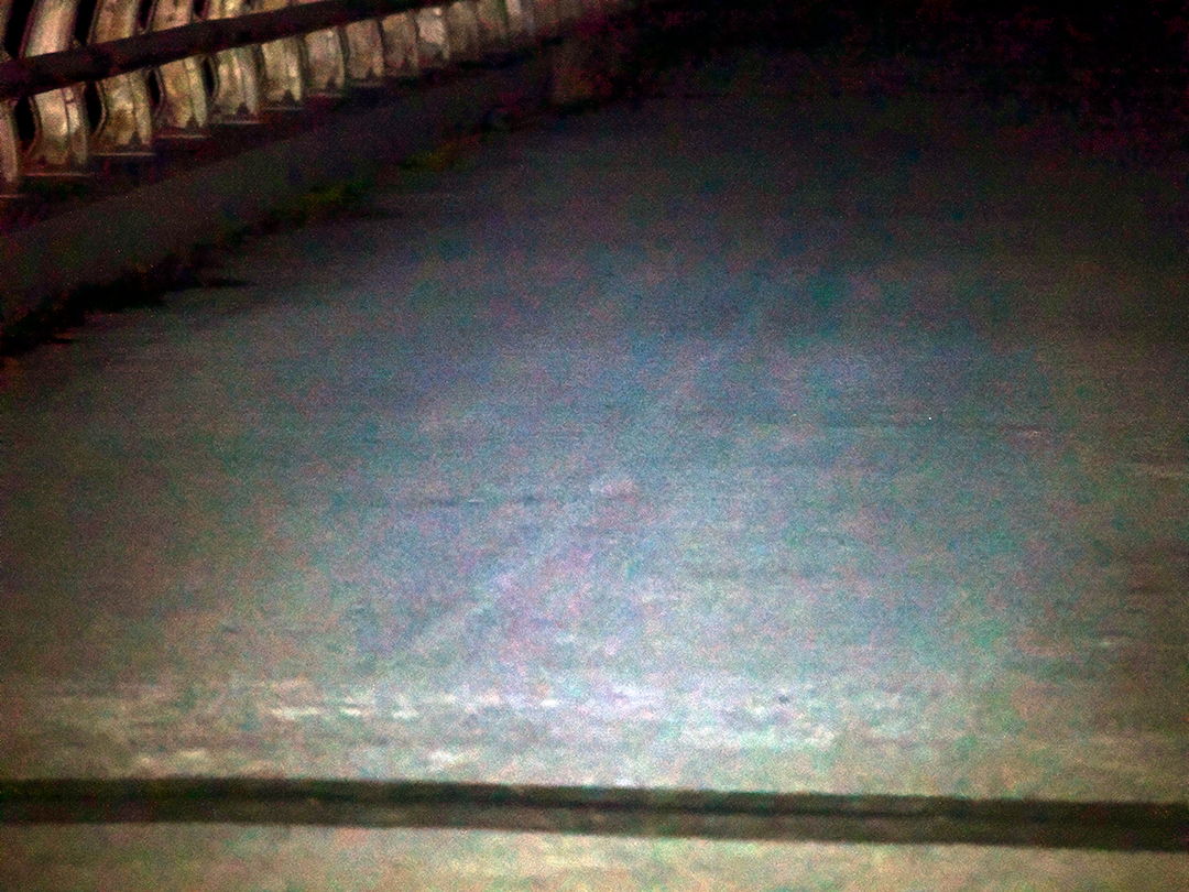 ケナガネズミ遭遇