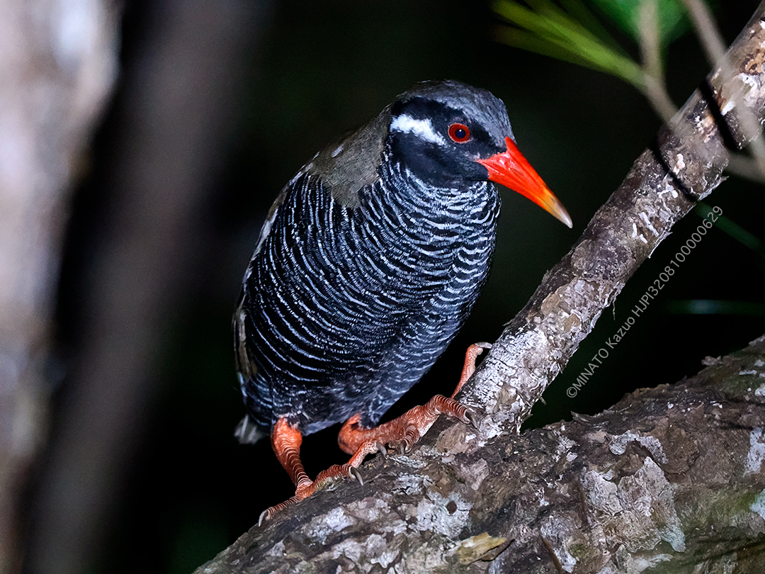 ヤンバルクイナ