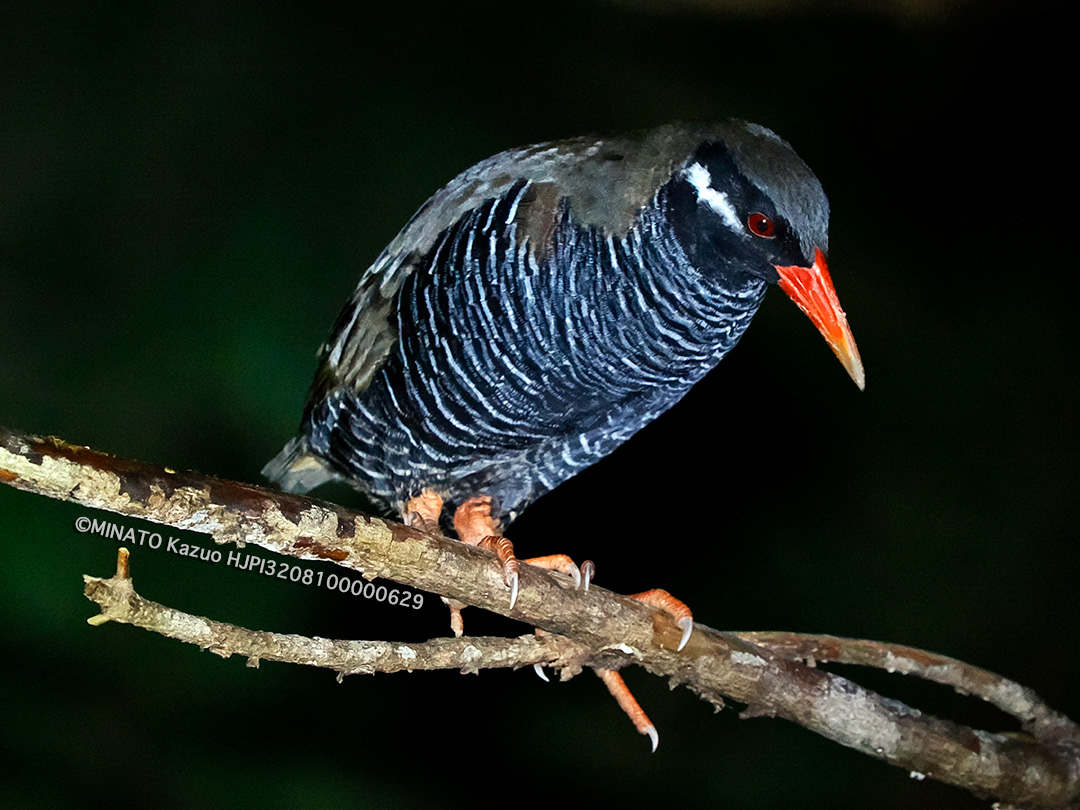 ヤンバルクイナ