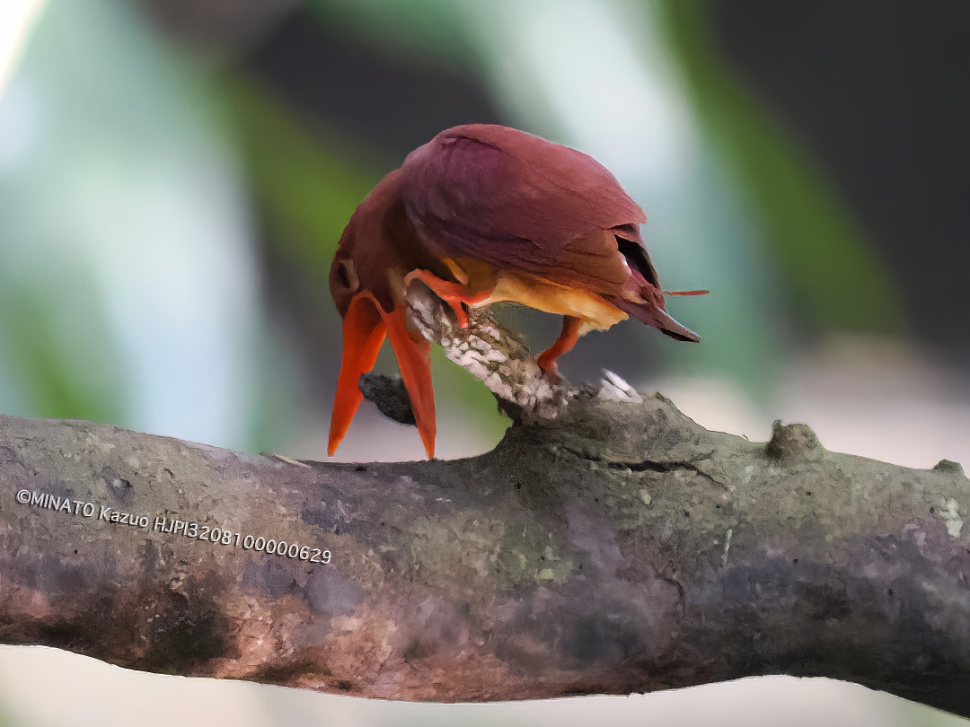 リュウキュウアカショウビン