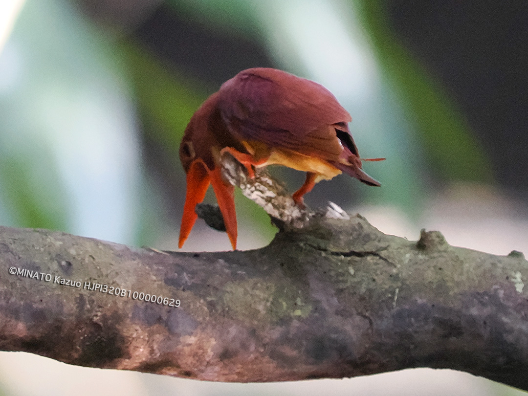 リュウキュウアカショウビン
