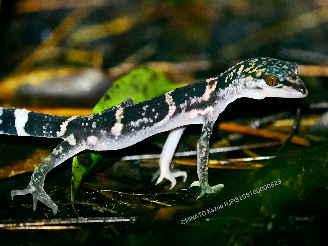 クロイワトカゲモドキ